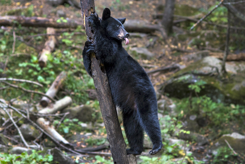 Ours Québec @ Olivier Cirendini